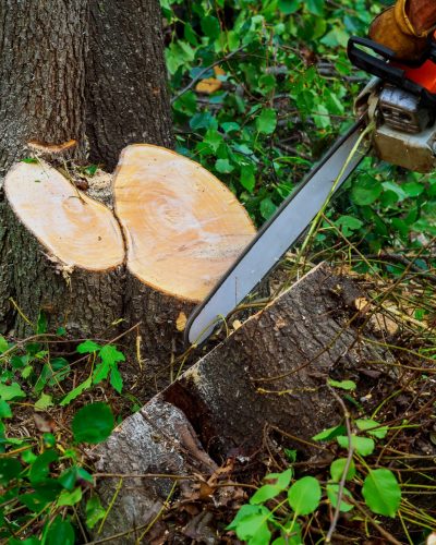 Man cuts tree with chainsaw Machine for cutting trees